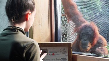 A girl interacts with an Sumatran orangutan in the newly reopened Monsoon Forest habitat area at Chester Zoo, which was closed following a fire in December 2018.